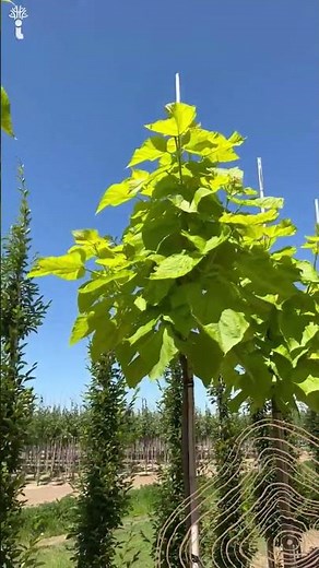 Golden Trompetenbaum | Catalpa bignonioides 'Aurea'