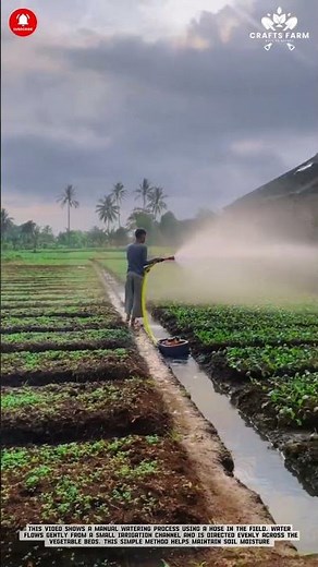 Manual Watering: Hose Irrigation Maintaining Moisture in Vegetable Beds