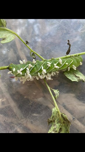 Discovering a Tomato Hornworm with Wasp Larvae