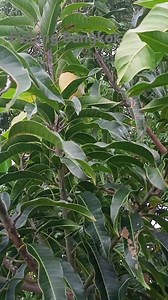 #mango #beautiful | Fishing Bangkok