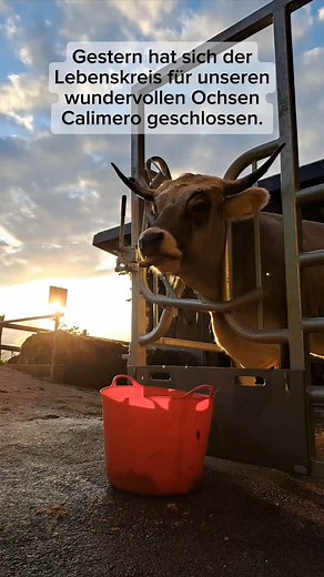 Marlen + Stephan Koch | Gestern hat sich der Lebenskreis für unseren wundervollen Ochsen Calimero geschlossen. Und wir konnten unser Versprechen erfüllen, das wir... | Instagram