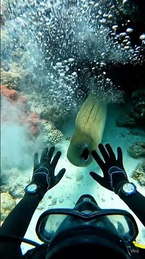 Scuba Diver vs. Moray Eel | Terrifying Coral Reef Encounter