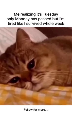 LectureNotes AI | Download LectureNotes AI, that midweek moment when it’s only Tuesday but your energy’s already on Friday mode 😩💤 Good thing LectureNotes... | Instagram