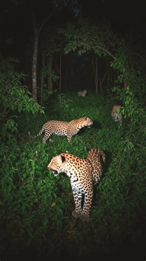 #Three leopards roaring in a forest at night...???