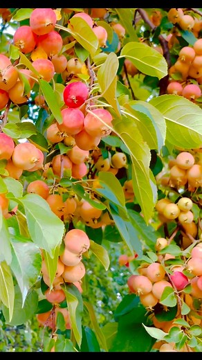 Amazing Crabapple Tree!! #crabapple #crabappletree #fbreels2024 #summerfood #summervibes #nature #reels #love #summer #beauty #usa #BD #bdcommunity | It’s Amirah’s Diary