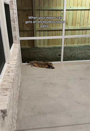 Indoor Cat's Joyful Transformation with New Catio
