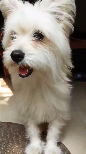 Cute Lhasa Apso Barking #lhasaapso #dog #shorts