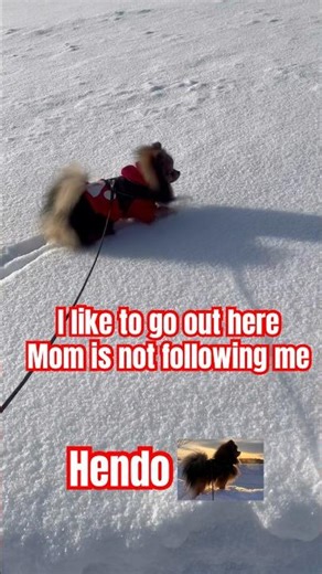 POV:Dogs don’t like snow MY DOG … #shorts #cute #reels