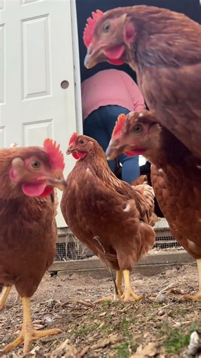 Chicken Boogie!! #chickens #farmchores #farmanimals #funny #funnyvideo