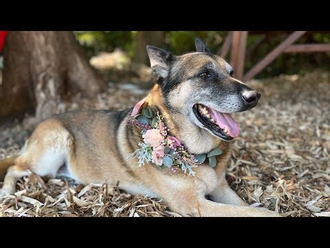 Floral Dog Collar (fresh flowers)