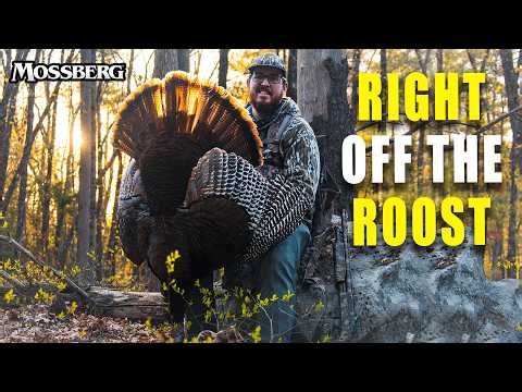 Turkey Hunting New Hampshire: Big Woods Turkey Calling