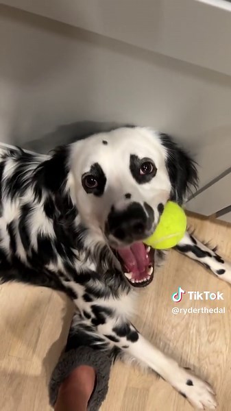 Surprising My Dog with a Tennis Ball Piñata | Dog Birthday Celebration