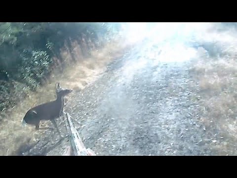 Dog Hunts 2021 Lots of action and kill shots! BBO & Bend the rules Outfitters