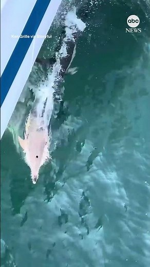 Dolphins race alongside boat