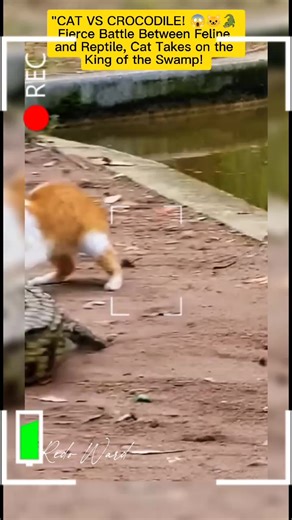 1.2K views | CAT VS CROCODILE! Fierce Battle Between Feline and Reptile, Cat Takes on the King of the Swamp! #CatVsCroc #WildlifeClash #FelineVsReptile #animal | Redo Ward | Facebook