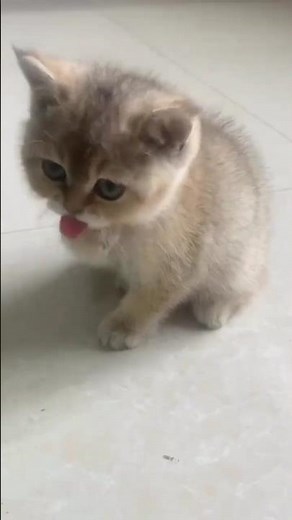 Most Funny Cute Kittens 😻 Adorable Kitty Moments #shorts #ytshorts #cute #kitten #usa #pets #animals