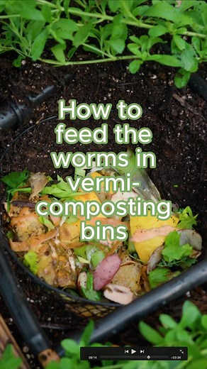 When I see the level in my in-bed vermicomposting bins go down, I know it's time to feed the worms. ⁣⁣⁣⁣⁣⁣Here's how I do it: ⁣⁣⁣⁣⁣⁣Remove the thick layer of wood chips and observe the worms. ⁣⁣⁣⁣⁣⁣If the worms are still active in the bin and most of the food is gone, I'll add a 1-2 inch layer of food scraps.⁣⁣⁣ ⁣⁣⁣(If the worms are gone and the bin is full of castings, I'll harvest the castings and spread them around the bed.)⁣⁣⁣⁣⁣⁣After adding the food scraps, I add a thick layer of wood chips