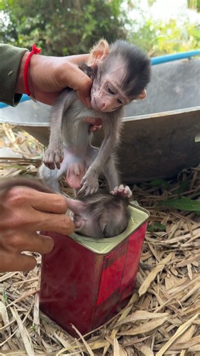 #MonkeyFamily #MonkeyAdventure #MonkeyFunny #MonkeyStory #EmotionalMonkey