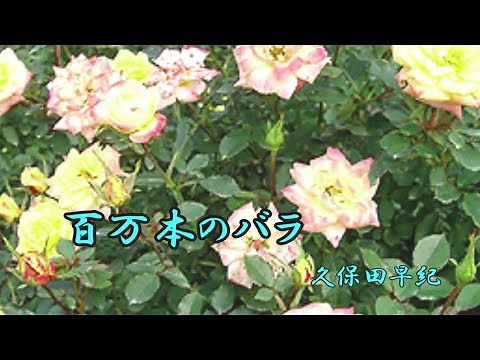 百万本のバラ 久保田早紀