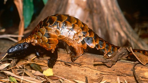 Ecological sampling - Ecosystems and habitats - KS3 Biology - BBC Bitesize