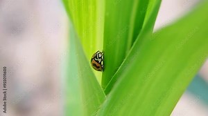 Anegleis cardoni (Coleoptera: Coccinellidae), is a species of lady beetle found in India, Pakistan and Sri Lanka.