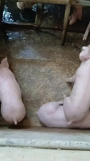 ❌️❌️❌️SOLD OUT!!!❌️❌️❌️ 15 heads piglets for sale Lutas April 16, 2025 Jega farm Bobongan, Labason, zambo. Norte Contact # 09952274394 #pigfarming #piggeryfarm | Jerry Galon