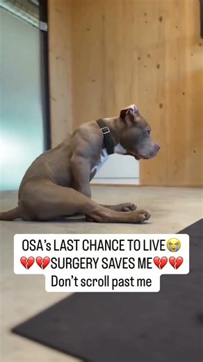 💔🚨 OSA WAS BEATEN SO BADLY… NOW SHE CAN’T EVEN WALK — FINAL HOURS 🚨💔⏳ #usa #canada #uk