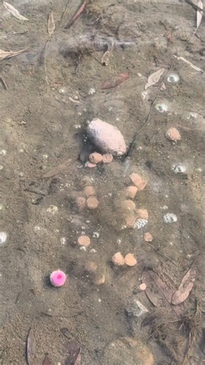 It’s better than a Method Feeder 🤩 👅 Jaw Paste around a Deckz Lead 🎶 on a lead clip with the Magic Wand 🪄. Now that’s what we call a carp rig! 🔥 Shown and filmed 🎥 here by the dynamic OMC duo @lee_whittys and @max_b_carp 💪, the Jaw Paste is one of the easiest bait mixes you’ll find to use. Just add water 💦, or in this case, Nutty Sauce! 🥜 Wrapping your lead in paste gives you all the benefits of a method feeder 👍, plus the more effective hooking mechanics of a traditional carp rig 🪝,