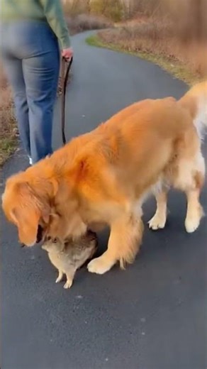 An Unlikely Friendship Between a Rabbit and a Golden Retriever 💕