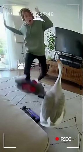 A Goose Just Walked Into Her House… And Lost It 😂🦆