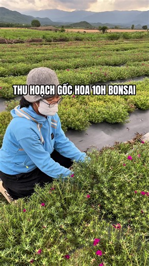 Nhổ gốc cây hoa 10h bonsai: Hướng dẫn thu hoạch và chăm sóc