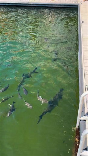 Take the Water Taxi to 15th Street Fisheries and feed the tarpon... it’s a Fort Lauderdale must-do! 🐟🚤 And while you’re there, don’t forget to check out their beautiful Christmas decorations. The whole place feels like a little holiday escape on the water! 🎄✨ Exploring by Water Taxi is the best way to see Fort Lauderdale: no traffic, no parking stress, just waterfront views, fun stops, and the freedom to hop on and off all day. Ready for your next adventure? Grab your tickets and start explor