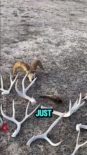The World's Most Amazing Deer Antler Collection? 🦌