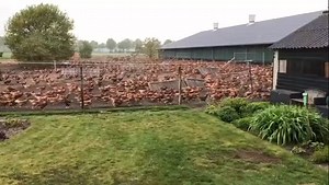 266 reactions · 4 comments | Deze kippen houden helemaal niet van de regen. Wat doe jij om droog te blijven tijden dit miezerige weer? #ijsselvalleiboerteneetbewust #alsdekippenerbijzijn #rennen #miezer | IJsselvallei Boert en Eet Bewust | Facebook