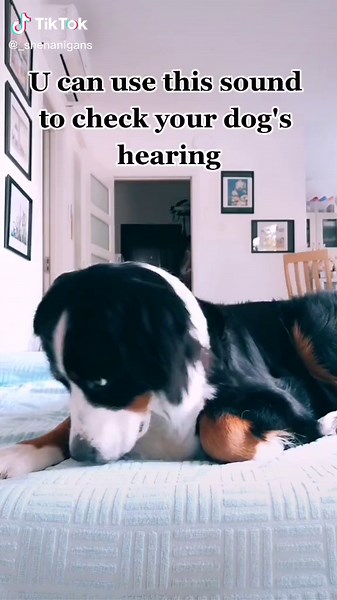 How to Conduct a Hearing Test for Your Dog | Step-By-Step Guide