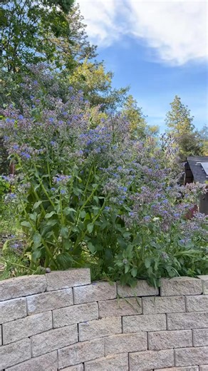 The pollinators LOVE borage (as do I) but, because of the growing habit it’s not necessarily something I would plant in a raised bed or if I had small space to work with. #fblifestyle #borage #gardening #homegrown #garden #companionplanting #dinner #growyourownfood #gardentoplate | DIY HomeGarden
