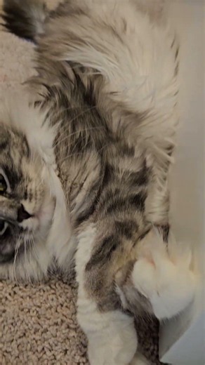 How Big Is a Siberian Cat REALLY? Meet Pusha 😻