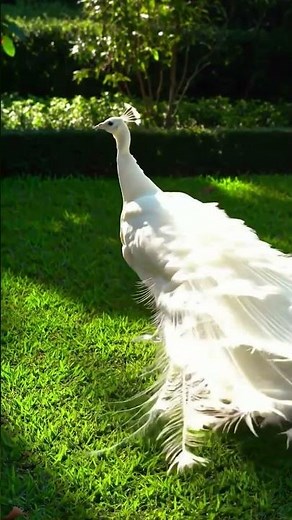 The Beauty of a Rare White Peacock 🤍🦚 #birds #trending #viral #facts