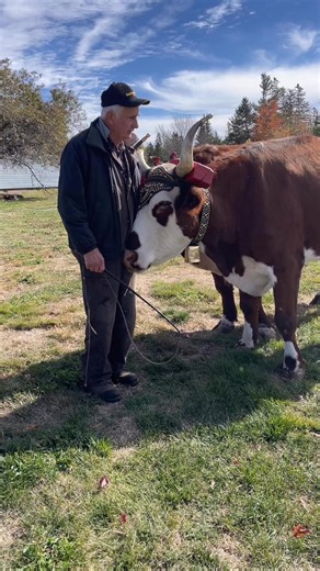 Meet Oxen Brown and Red in New Ross, Nova Scotia🫶🍁🇨🇦 | Mary Jo Pauls