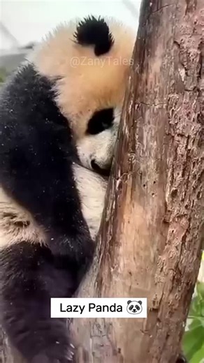 Adorable Panda Moments: Cute Clips You Can't Miss!
