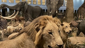 The weirdest museum in Washington features more than a thousand taxidermied animals