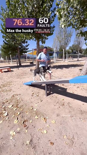 Max bate récord mundial en competición de agilidad (agility)😂 #husky #dogs #agilitydog #reelsfb | Max the husky