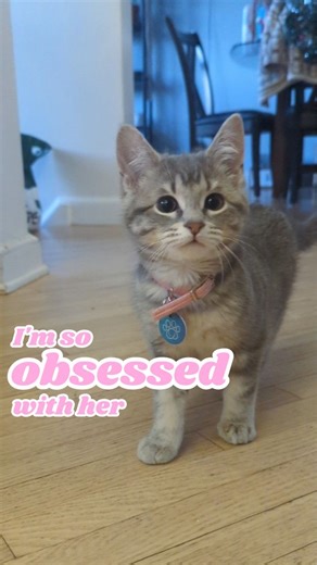 Bambi's first catwalk! I was scrolling through old videos and found her first stomping caught on video! This song fit Bambi and mom's relationship! She is a daddy's girl! . . . . . . . . #bambi #bambistomps #babybambi #stompie #stomp #catwalk #itgirl #chcat #smol #taylorswift #swiftie | Bambi.Jerrythepanda