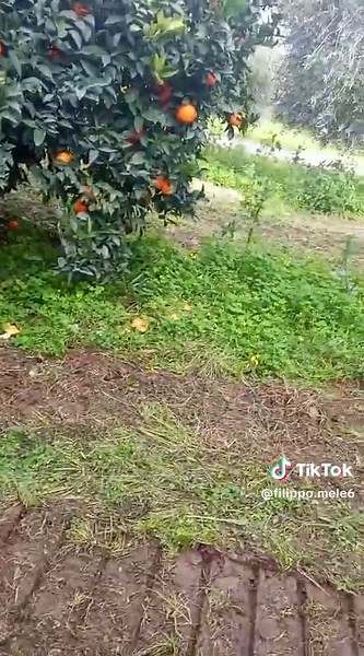 Icinghiali a Scanzano Jonico: danni alle arance