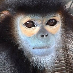 This is a Tonkin snub-nosed monkey and it is among the rarest species in the world — fewer than 250 individuals are thought to exist. Snub-nosed monkeys are a group of Old World monkeys that make up the entirety of the genus Rhinopithecus. This particular species (Rhinopithecus avunculus) is endemic to Vietnam and can be characterized by its blue skin and black/white fur. #WildlifeWednesday 🐵 | Science Channel