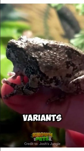 Gray Tree Frog The Pest Eating North American Frog #EcoFriendlyPet