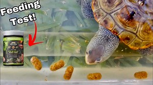 He is a little bit picky: Which turtle food does Oreo actually prefer?