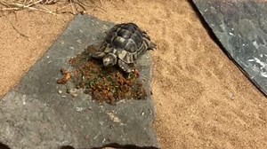 5.7K views · 248 reactions | The biggest differences between turtles...