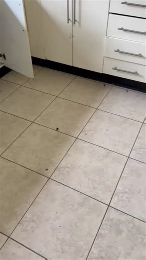 Our team was on-site in Western Sydney today carrying out a full cockroach treatment. Cockroaches spread quickly and contaminate surfaces wherever they crawl. We completed a detailed inspection, targeted the source, and applied safe, effective treatments to ensure long-term protection. If you’ve seen signs of activity, book your inspection with Knock-Down Pest Control today knockdownpestcontrol.com.au | 1300 262 463 #knockdownpestcontrol #sydneypestcontrol #pestcontrolsolutions #sydney #pestcont