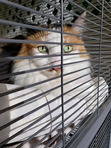 Juliette, a magnificent long-haired calico, was one of the lucky ones! She was actually adopted on the very first day we promoted her! As you can see, she has fallen in love with her adoptive parents, John and daughter Dena. Adopt a Cat Foundation wants to make a love connection for YOU, too! | Adopt a cat foundation